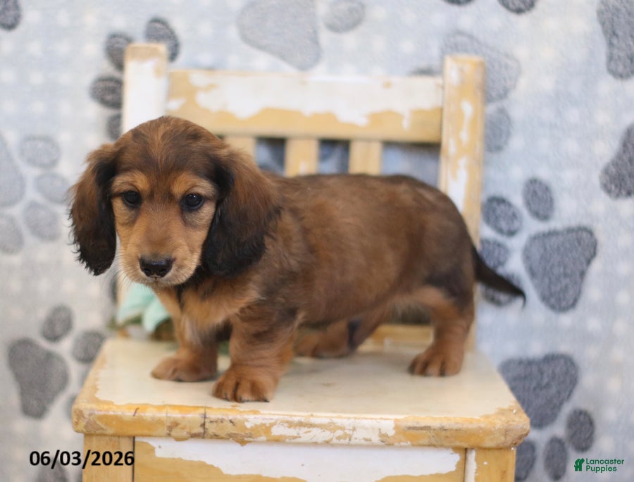 Miniature Dachshund dogs for sale: Zeke - Ad 4