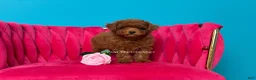 Toy Poodle dogs for sale: Keeper of secrets  - Ad 5