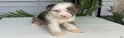 Mini Bernedoodle dogs for sale: Dallas - Ad 2