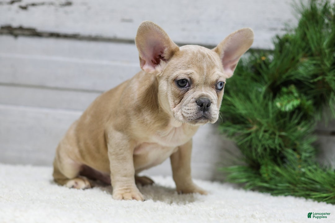 French Bulldog dogs for sale: Chase - Ad 2