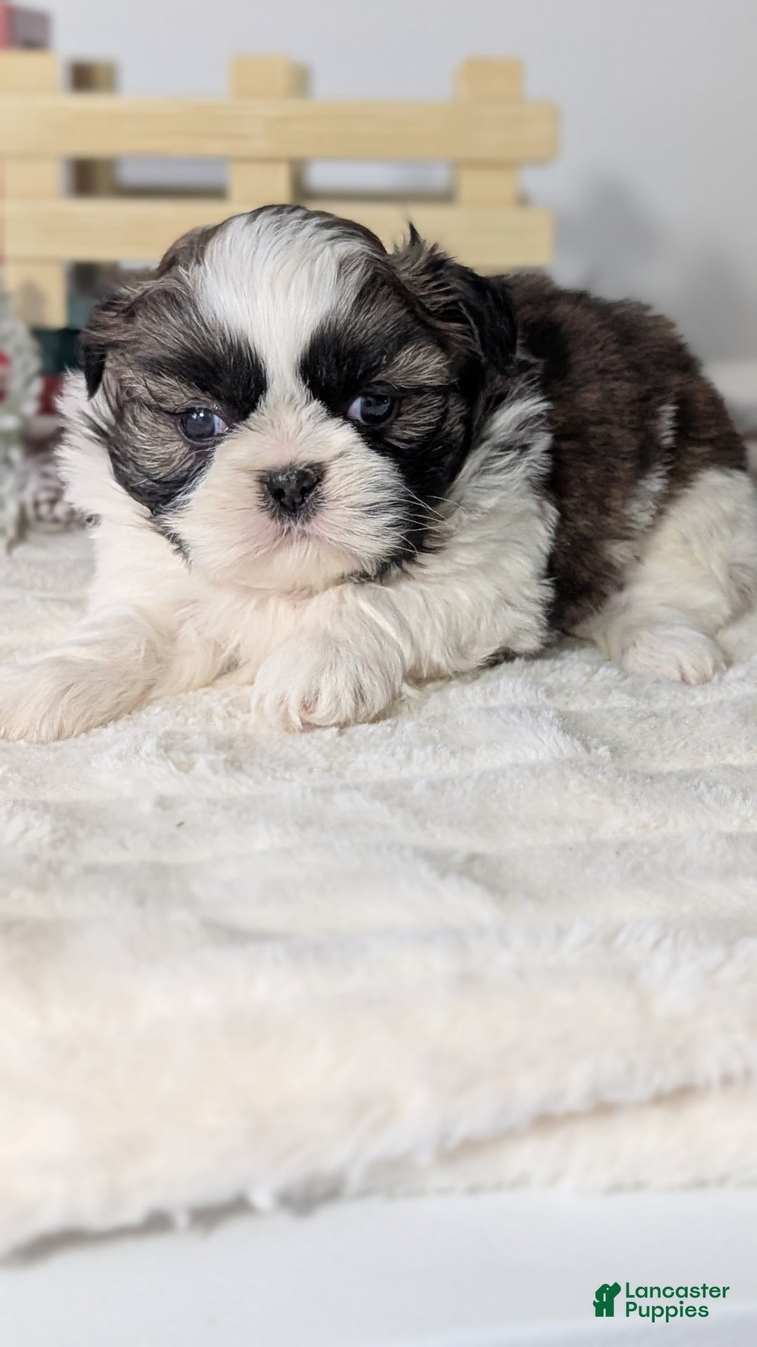 Shih Tzu dogs for sale: Tyson - Ad 11