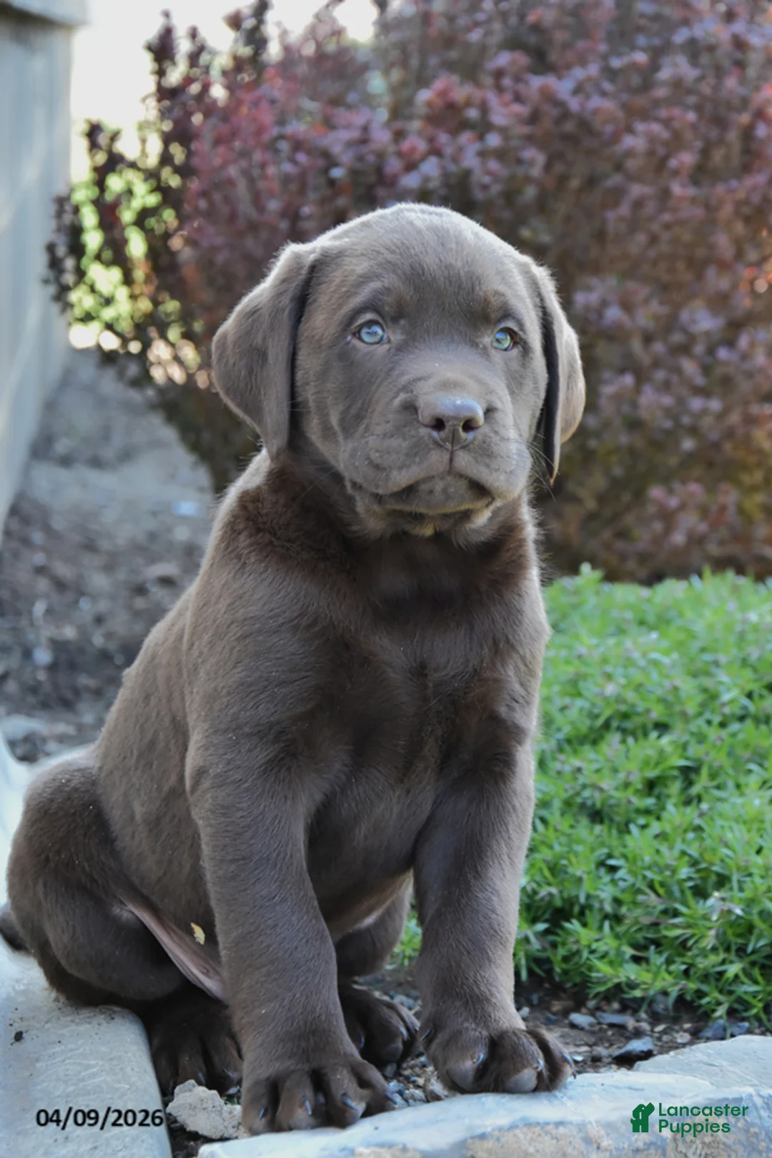 Labrador Retriever dogs for sale: Micah - Ad 2