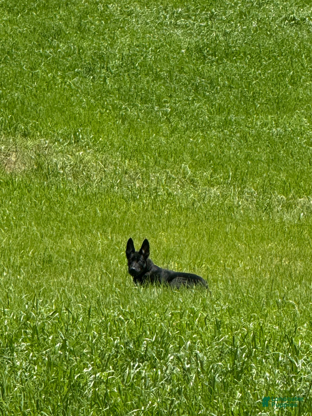 German Shepherd dogs for sale: German Shepherd Puppy 1 - Ad 5