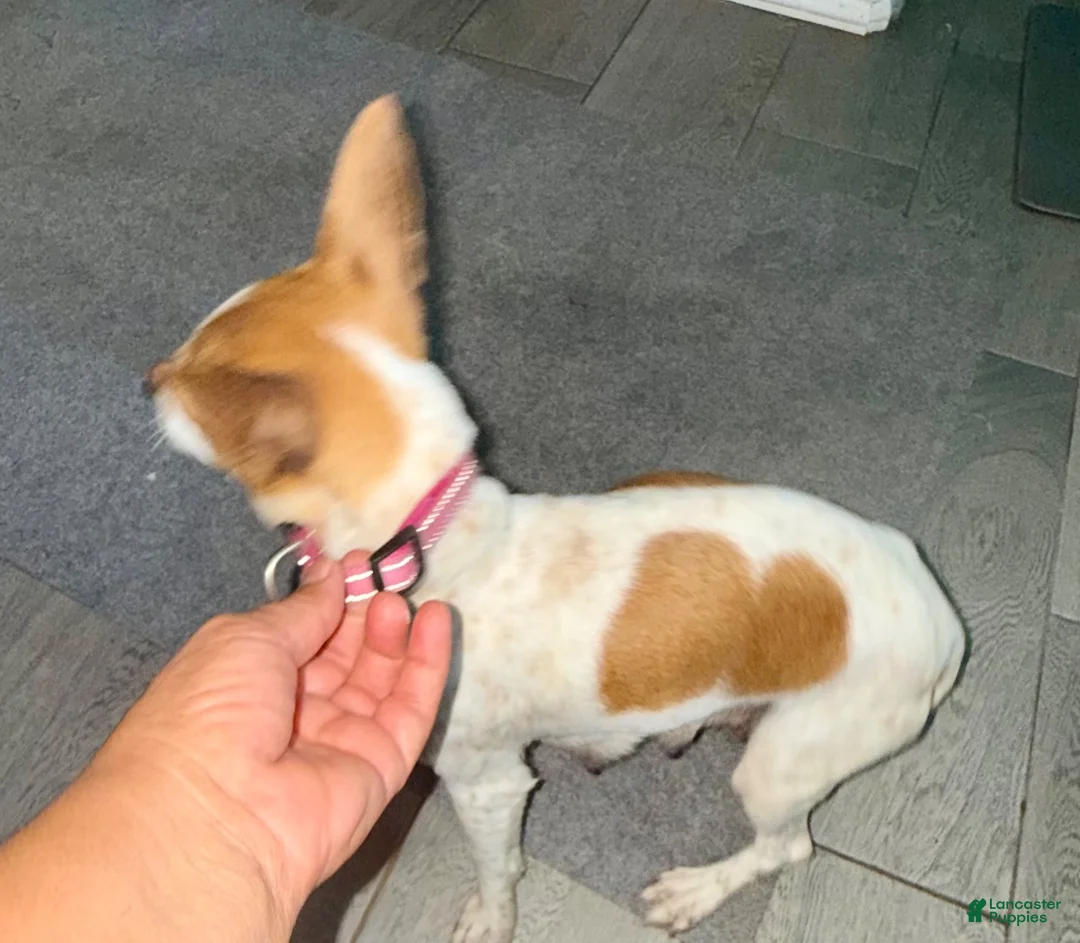 Chihuahua dogs for sale: Shorty  - Ad 5