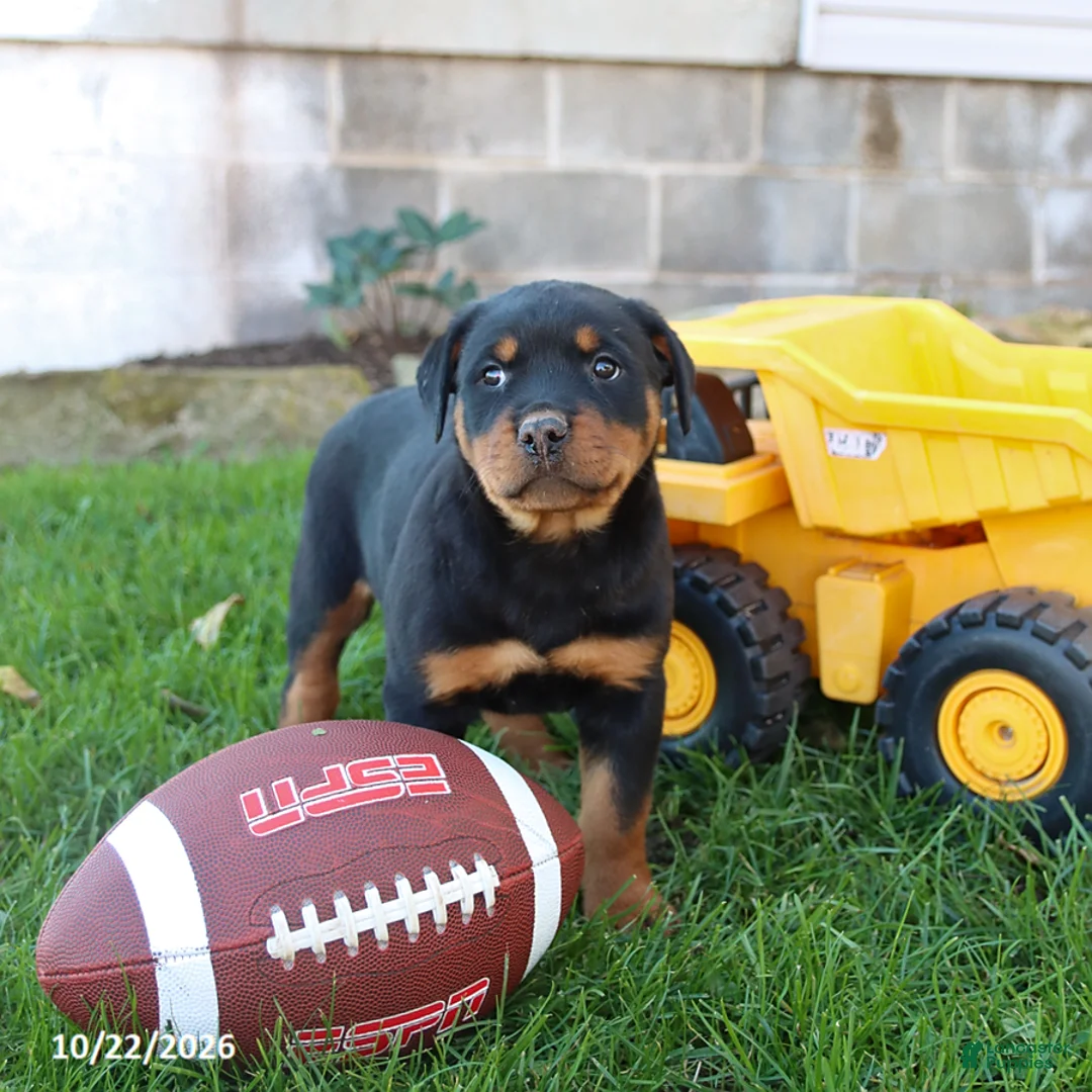 Rottweiler dogs for sale: Raven - Ad 2