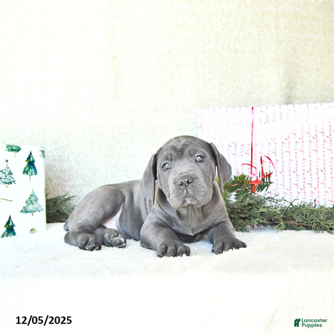 Cane Corso dogs for sale: Joy - Ad 4