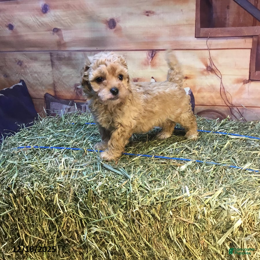 Bichpoo dogs Bitsy - Ad 3