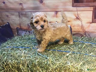 Bichpoo dogs Bitsy - Ad 17