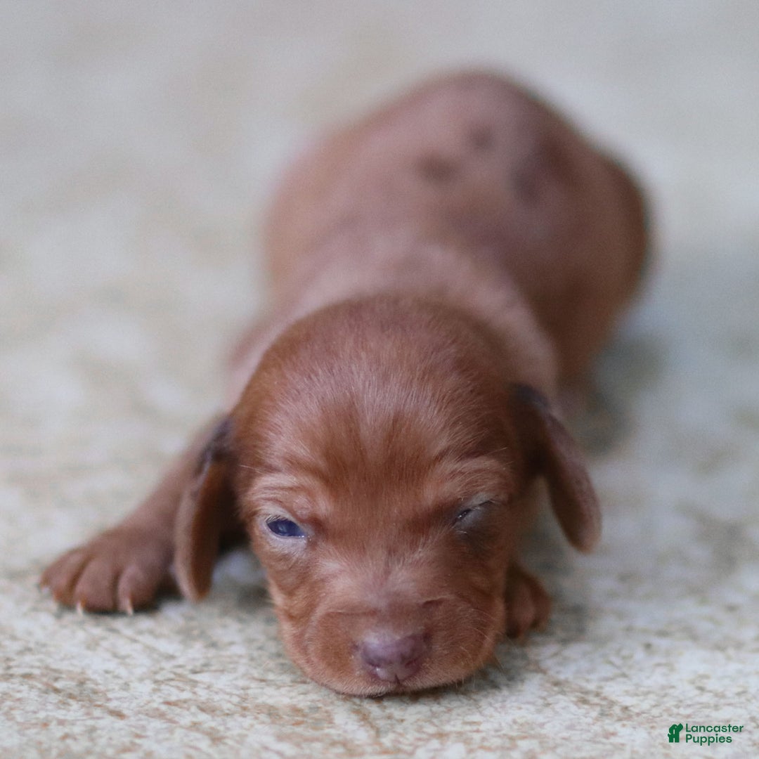 Miniature Dachshund dogs for sale: Ivy - Ad 1