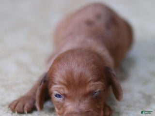 Miniature Dachshund dogs Ivy - Ad 15