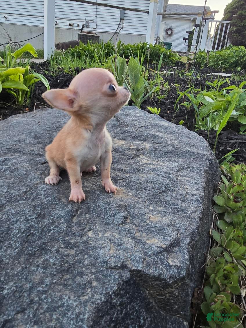 Chihuahua dogs Chihuahua Boy - Ad 1