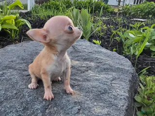 Chihuahua dogs for sale: Chihuahua Boy - Ad 2