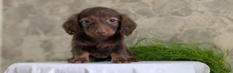 Miniature Dachshund dogs for sale: Lucy - Ad 10