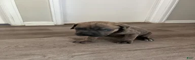 Cane Corso 3