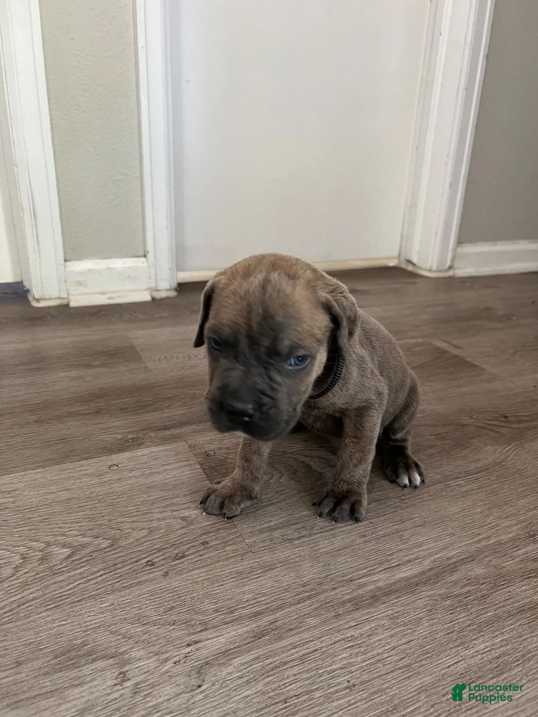 Cane Corso dogs for sale: Cane Corso 3 - Ad 1