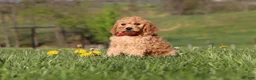 Miniature Labradoodle dogs for sale: Tigger - Ad 2