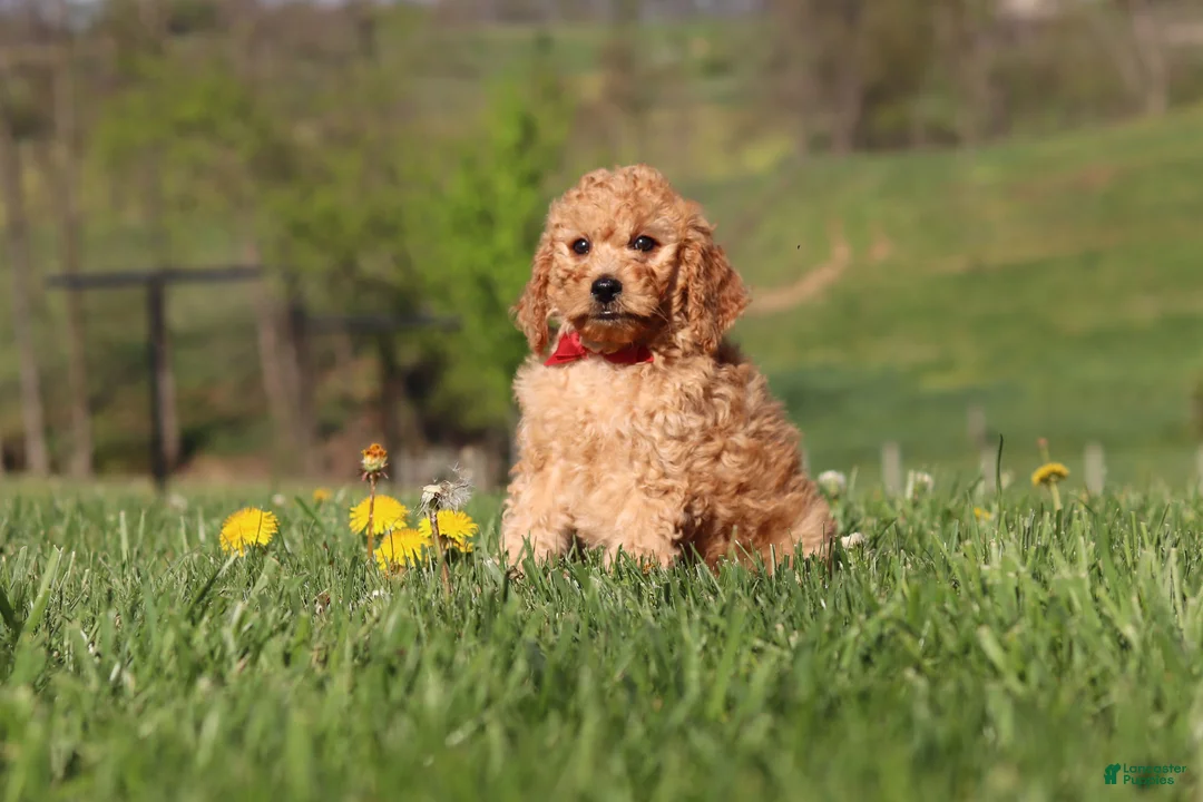 Miniature Labradoodle dogs for sale: Tigger - Ad 2