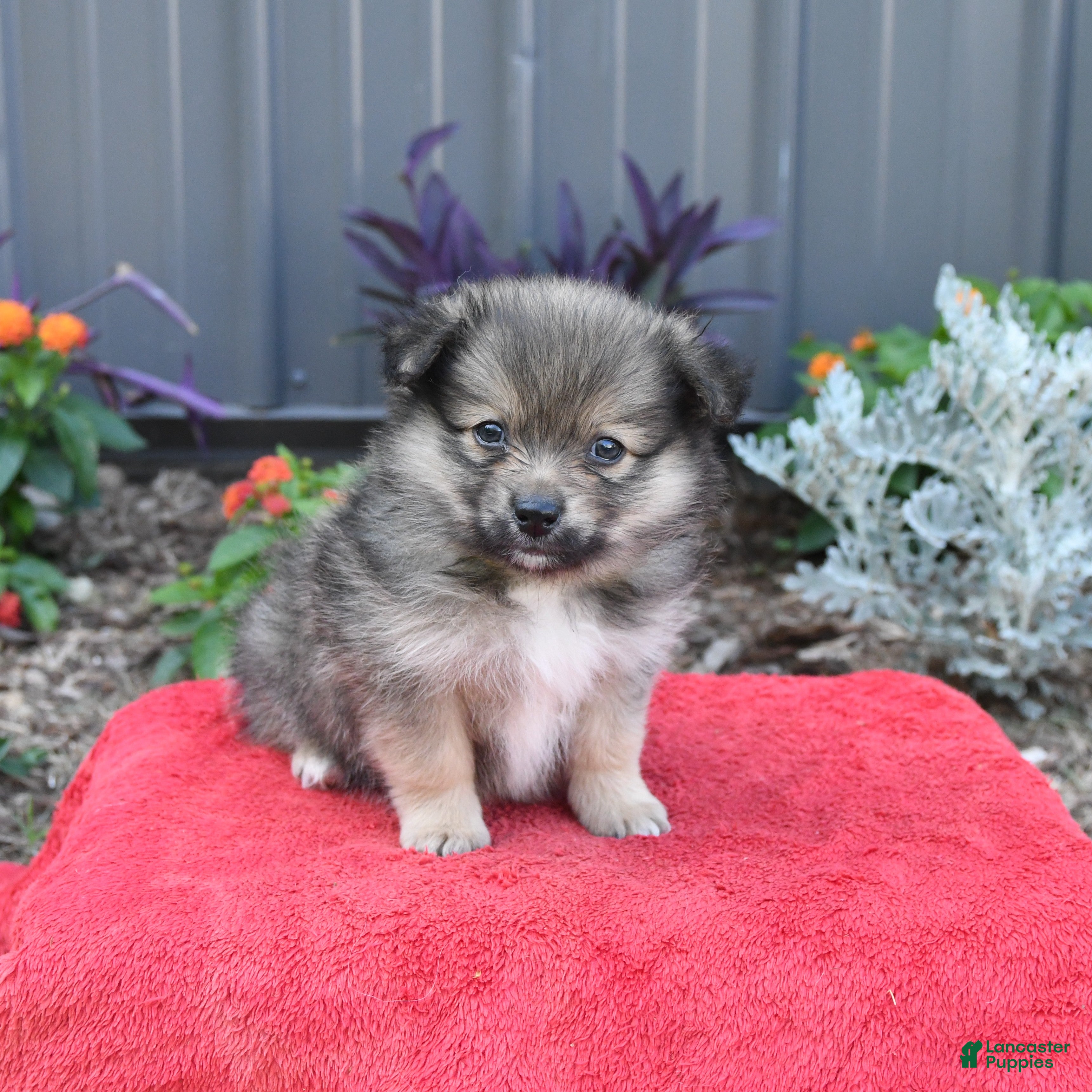 Pomeranian dogs Hero - Ad 1
