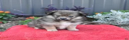Pomeranian dogs for sale: Hero - Ad 1