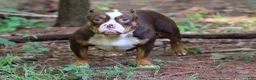 American Bully dogs for sale: Chocolate Trindle Female - Ad 9