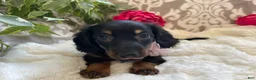 Miniature Dachshund dogs for sale: Callie - Ad 7