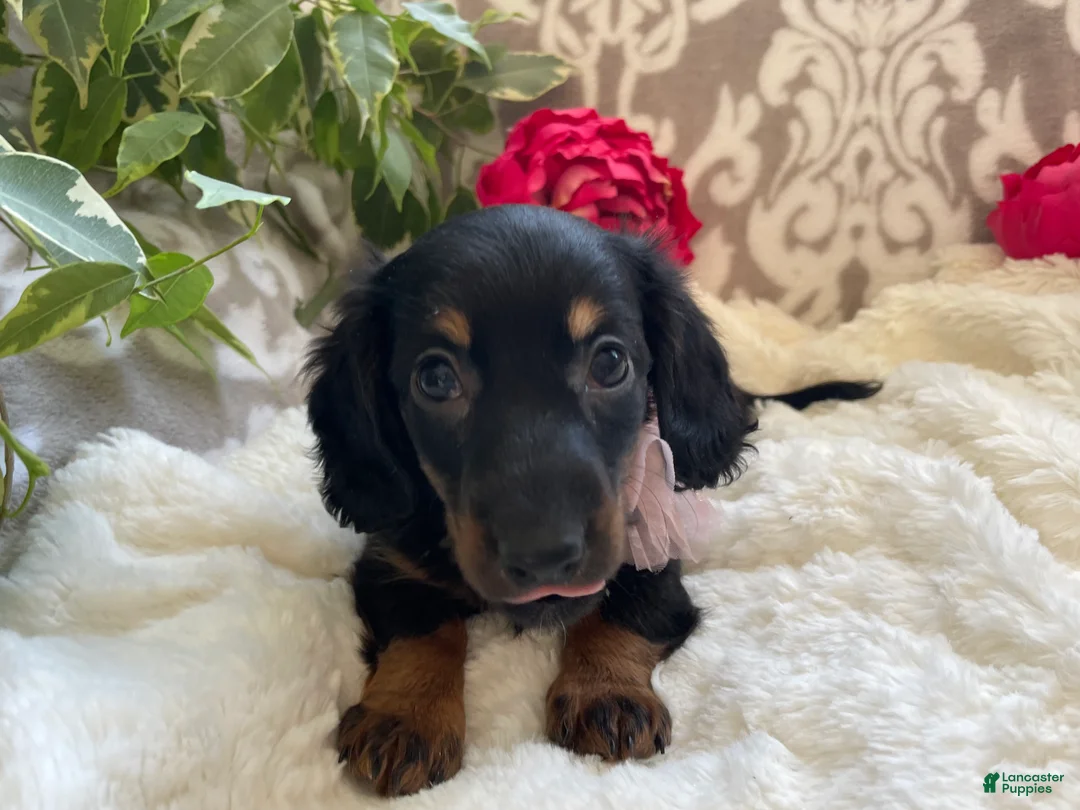 Miniature Dachshund dogs for sale: Callie - Ad 7