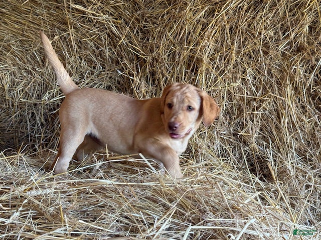 Labrador Retriever dogs Rissy - Ad 1