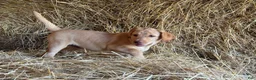 Labrador Retriever dogs for sale: Rissy - Ad 1