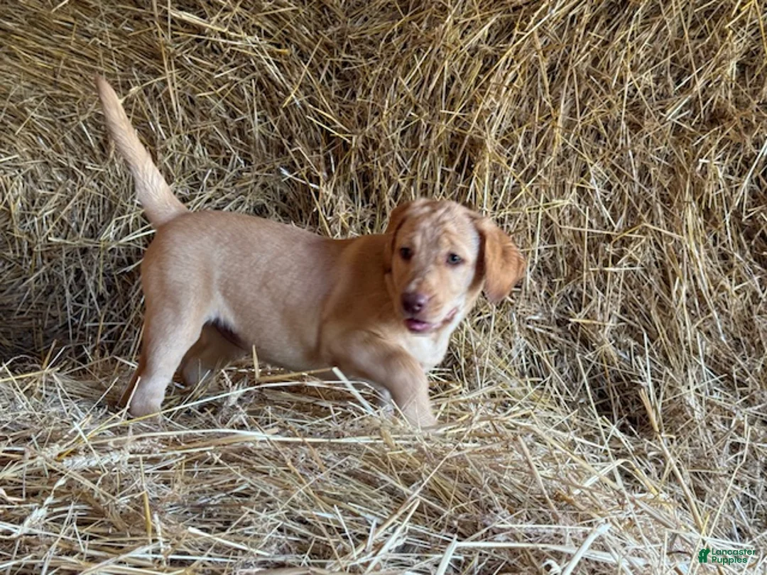 Labrador Retriever dogs for sale: Rissy - Ad 1