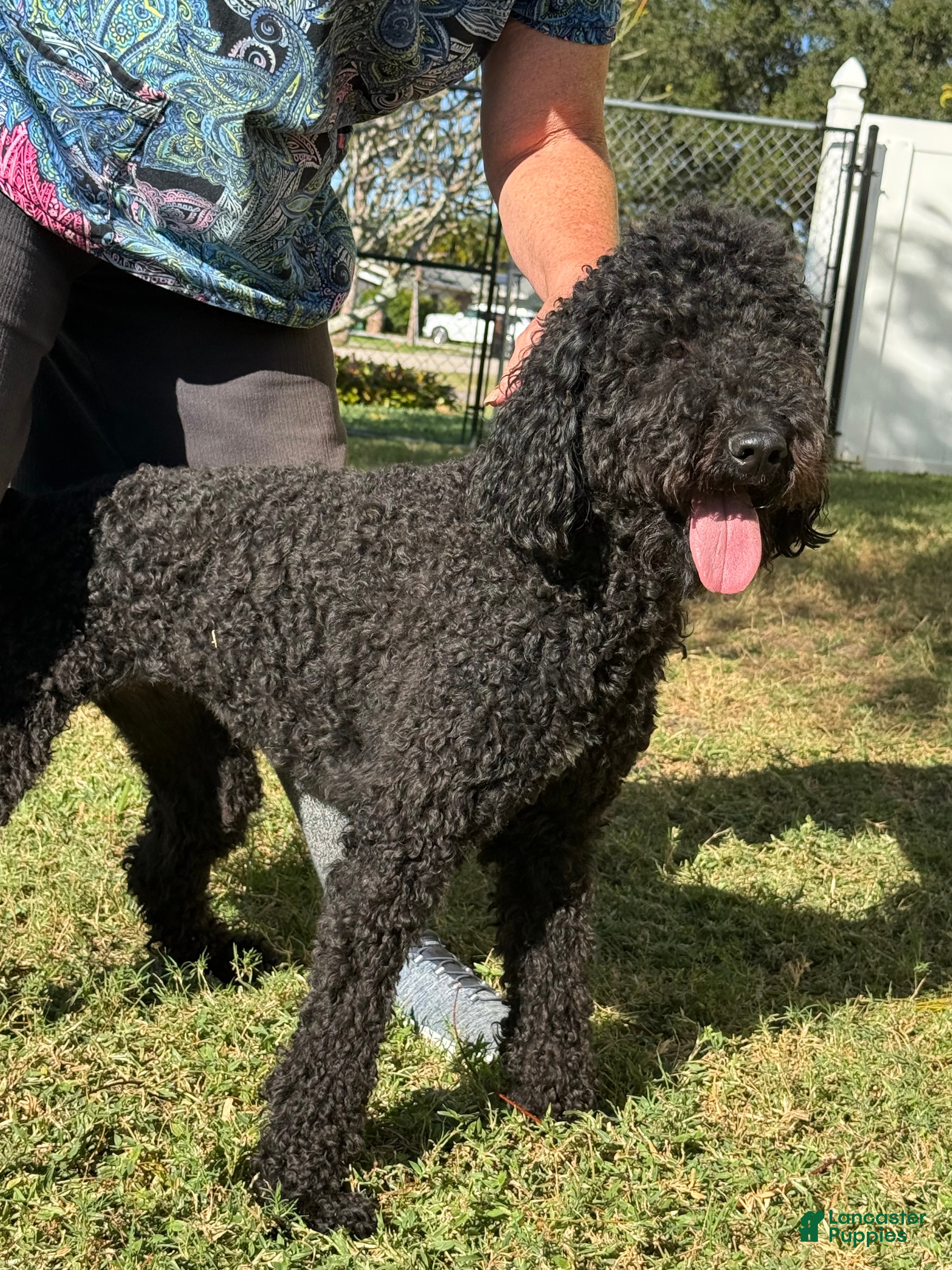 Goldendoodle dogs Goldendoodle Puppy 2 - Ad 8