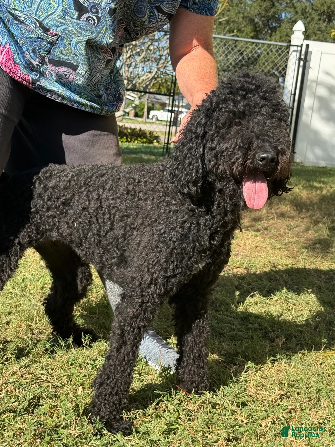 Goldendoodle dogs for sale: Goldendoodle Puppy 2 - Ad 1