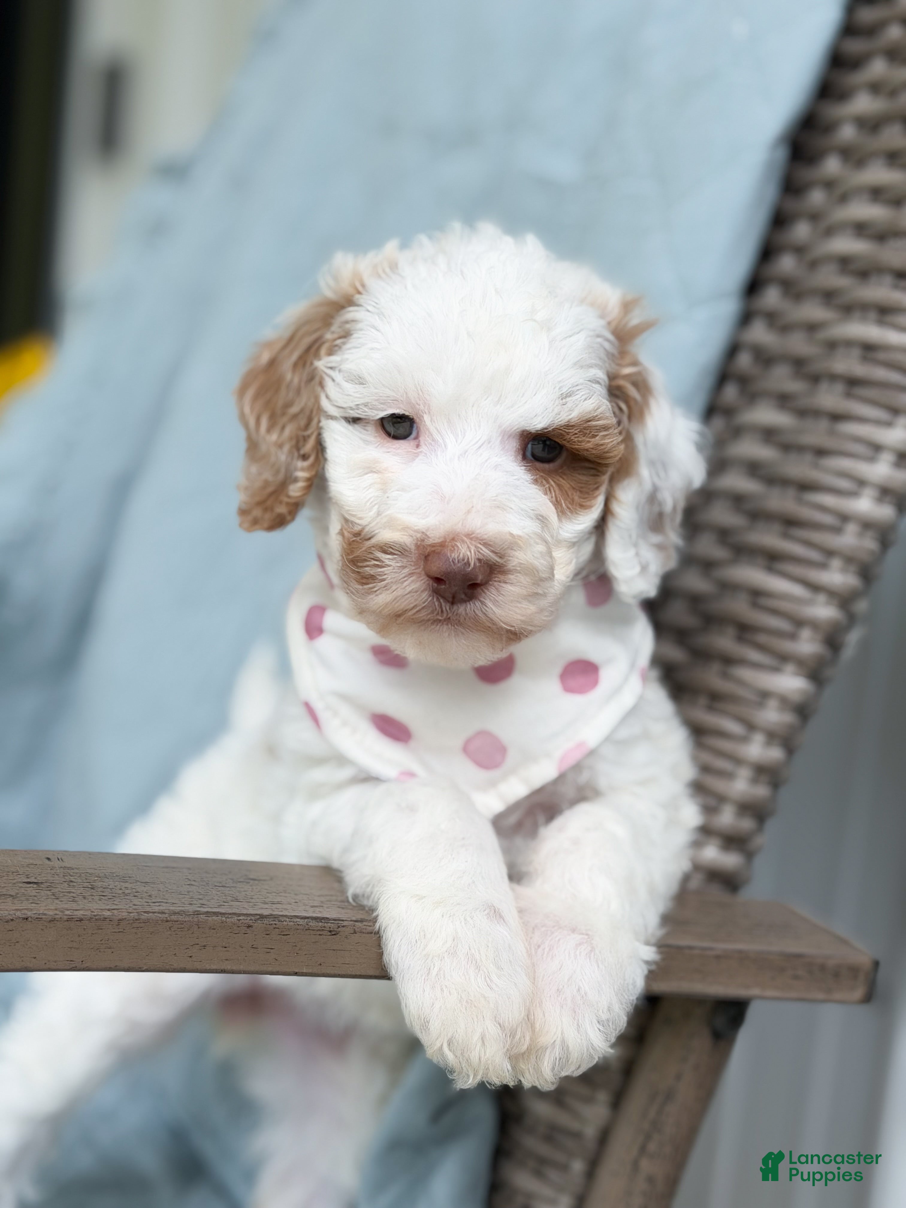 Goldendoodle dogs Wren - Ad 37