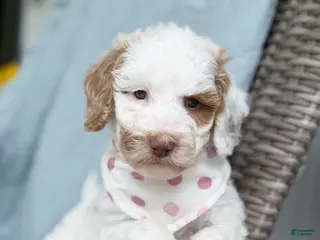 Goldendoodle dogs Wren - Ad 37