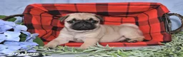 Pug dogs for sale: Courtney - Ad 2