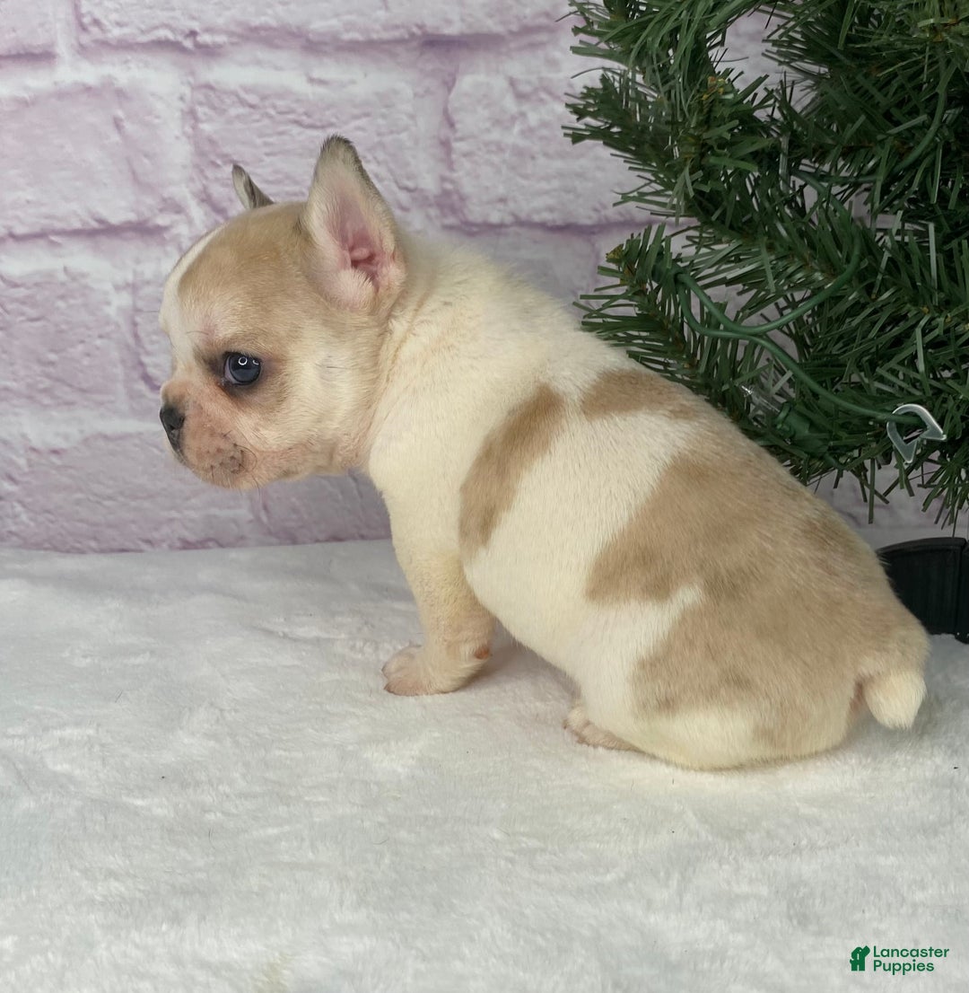 French Bulldog dogs for sale: Rambo  - Ad 6