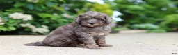Cavapoo dogs for sale: Brooklyn - Ad 2