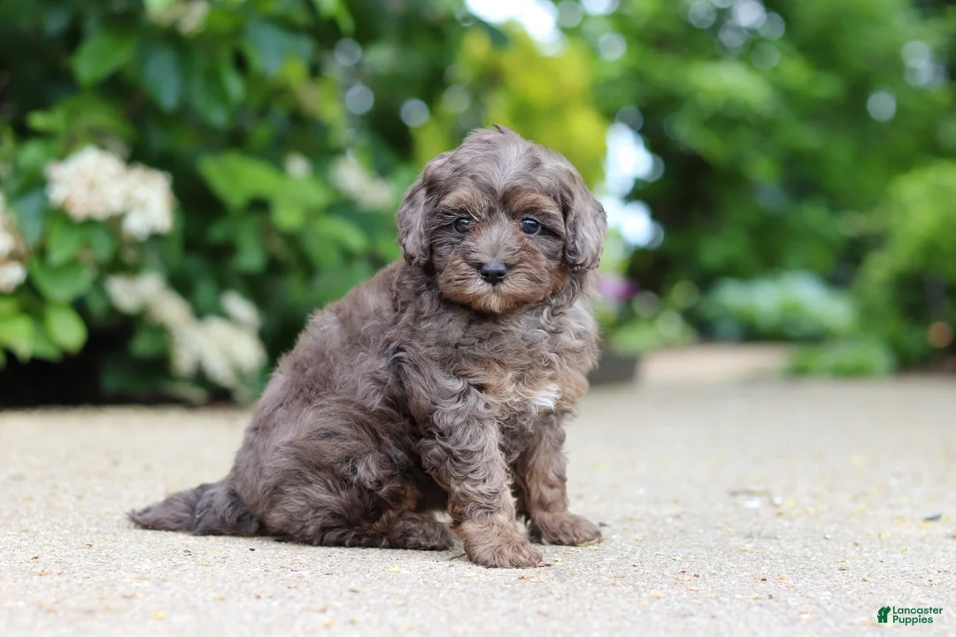 Cavapoo dogs for sale: Brooklyn - Ad 2