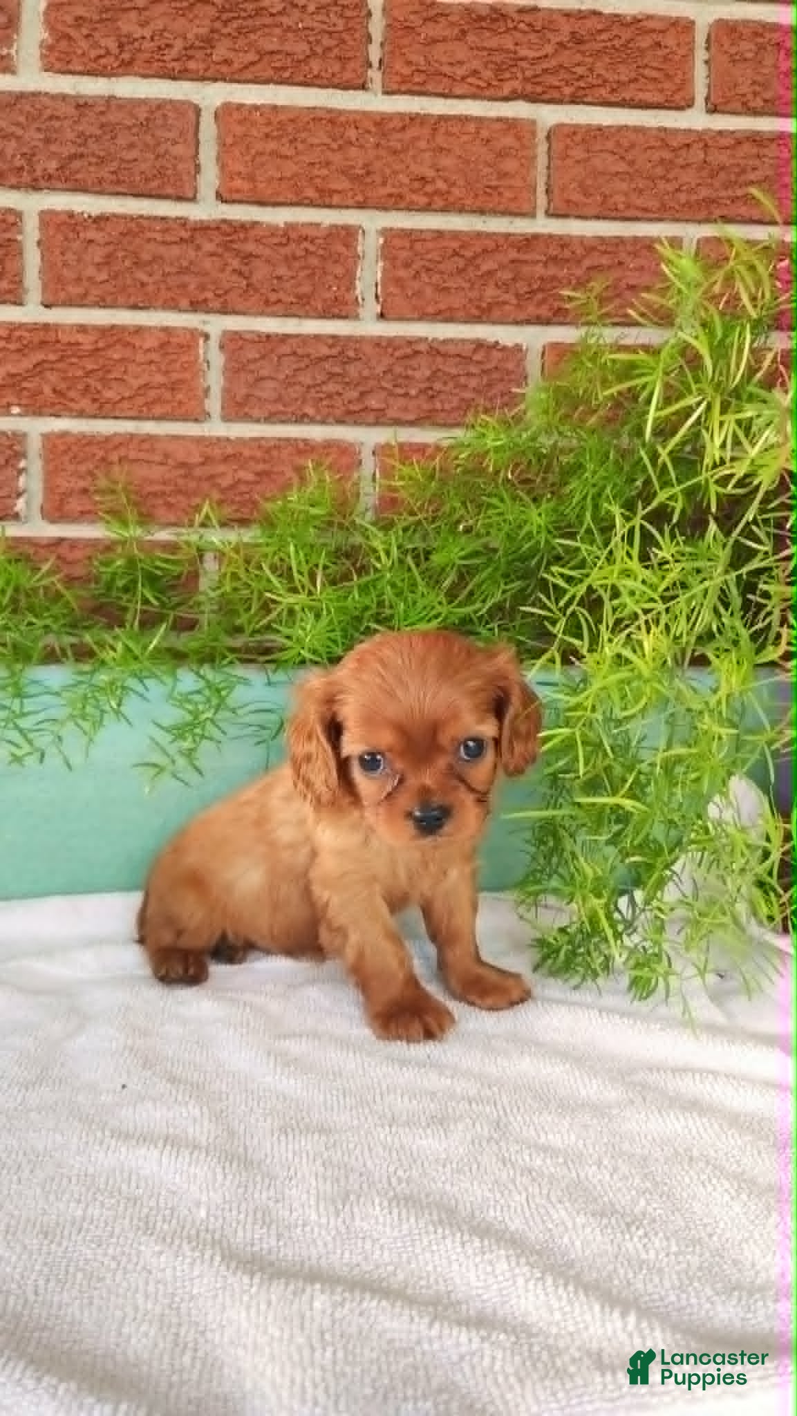 Cavalier King Charles Spaniel dogs Bronco - Ad 2