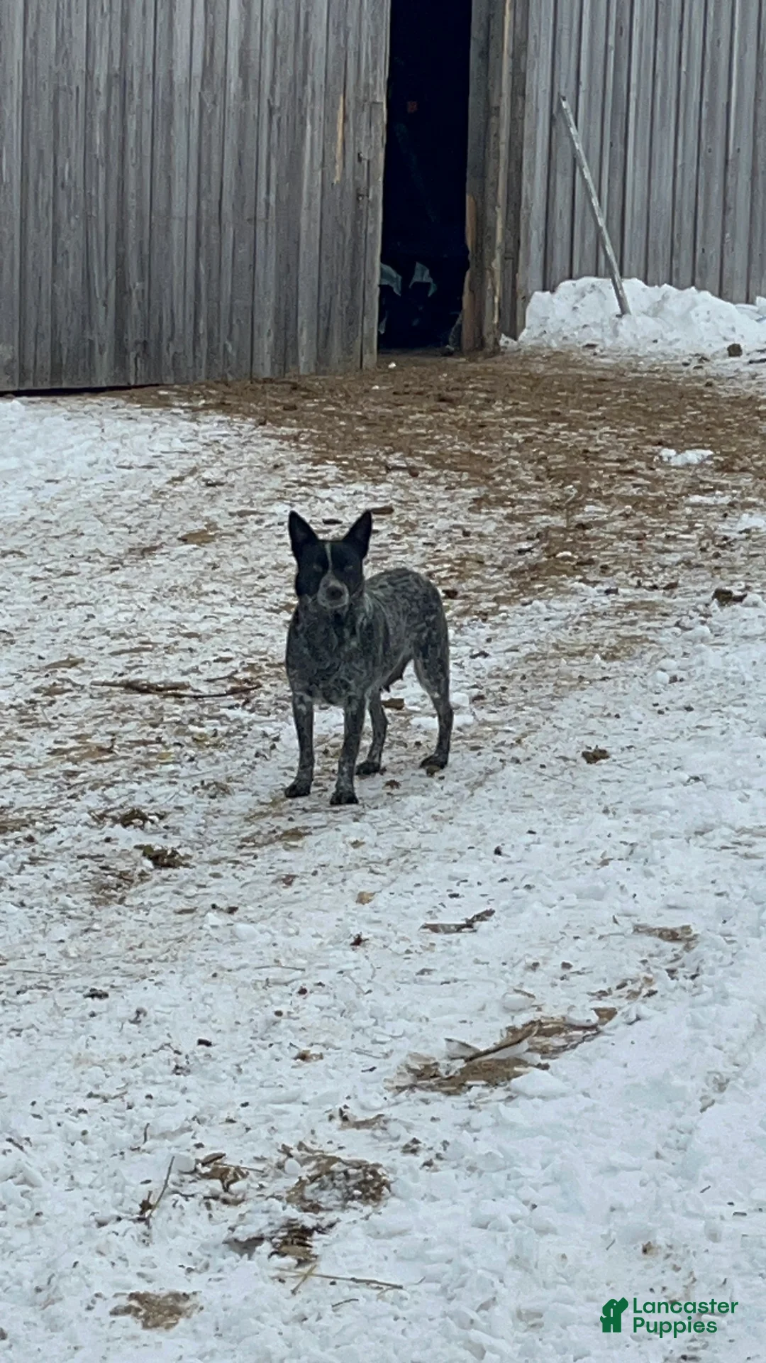 Australian Cattle Dog dogs for sale: Ebony  - Ad 5