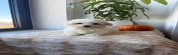 Maltese dogs for sale: Rabbit - Ad 2