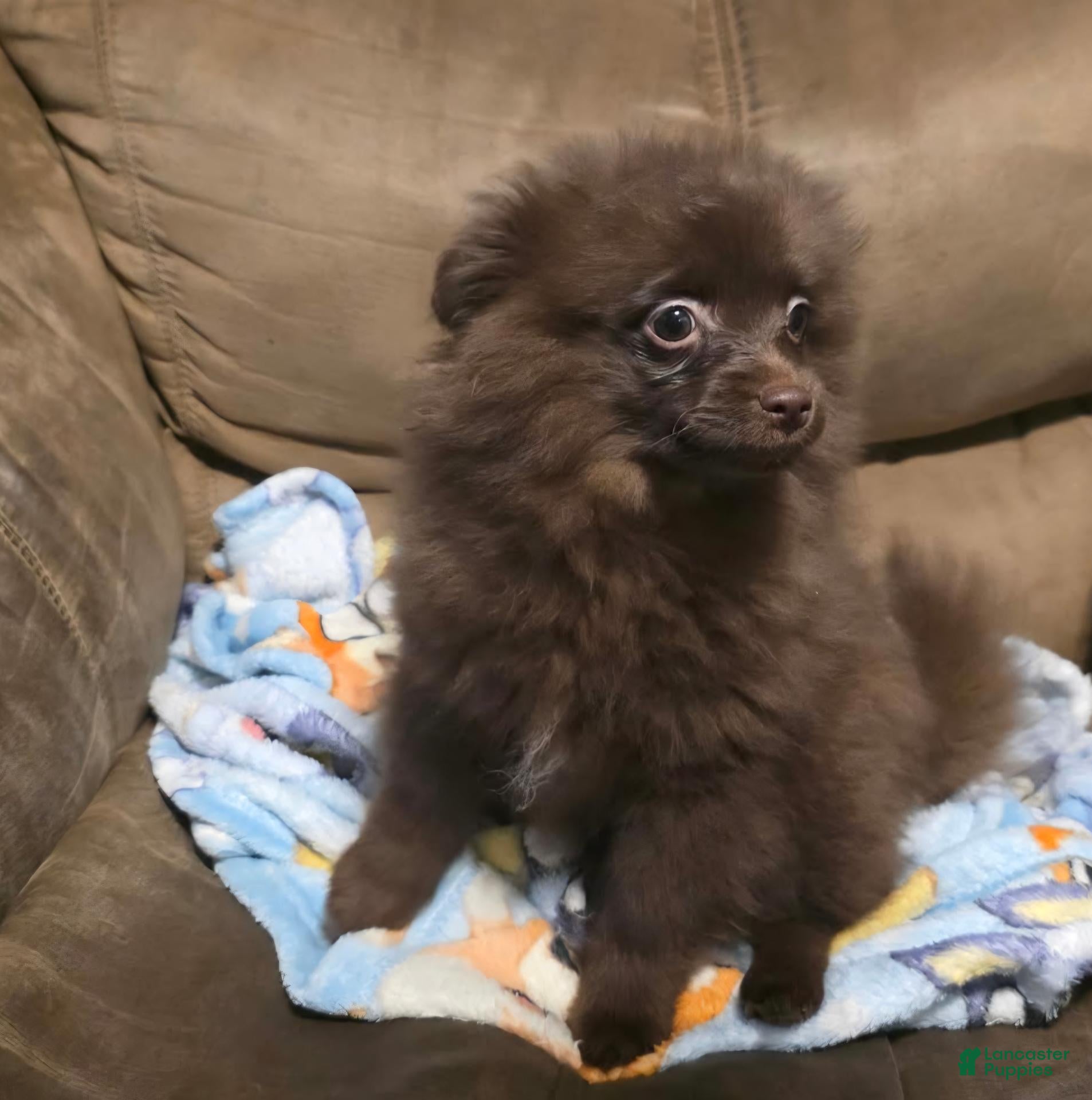 Pomapoo dogs Little Bear - Ad 37