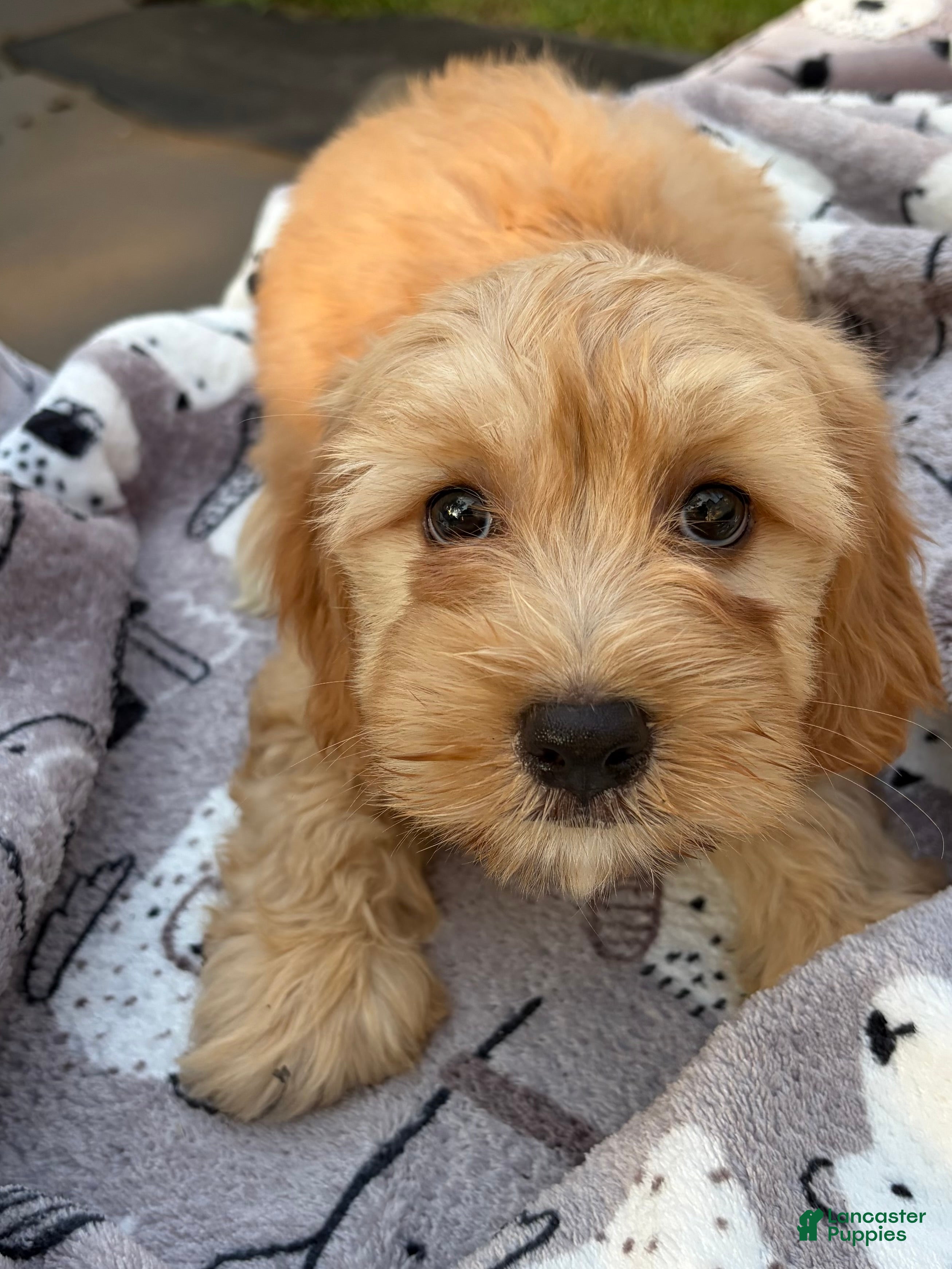 Maltipoo dogs Maltipoo 2 - Ad 2
