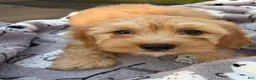 Maltipoo dogs for sale: Maltipoo 2 - Ad 2