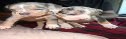 American Bully dogs for sale: American Bully 4 - Ad 1