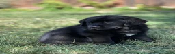 Mixed Breed dogs for sale: Midnight  - Ad 5