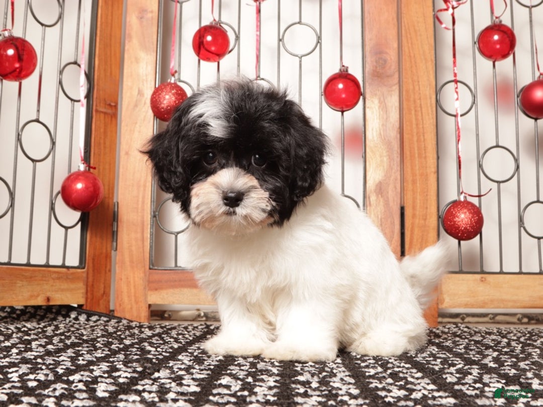Shihpoo dogs for sale: Tina - Ad 3
