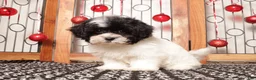 Shihpoo dogs for sale: Tina - Ad 3
