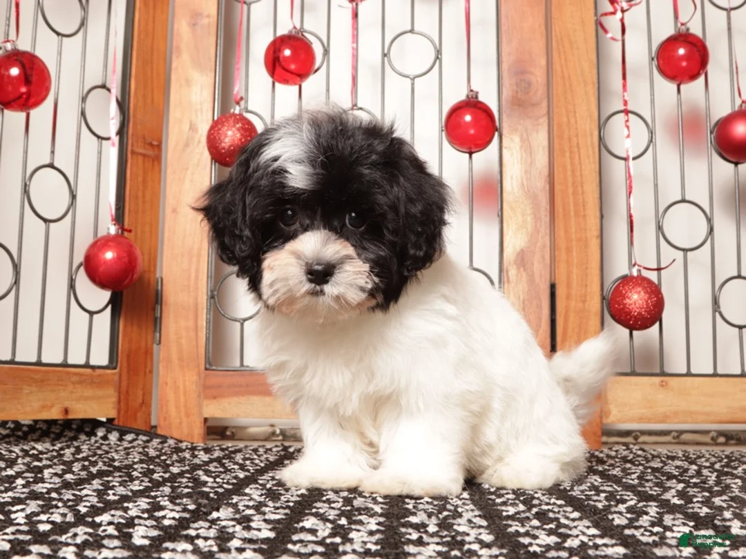 Shihpoo dogs for sale: Tina - Ad 3