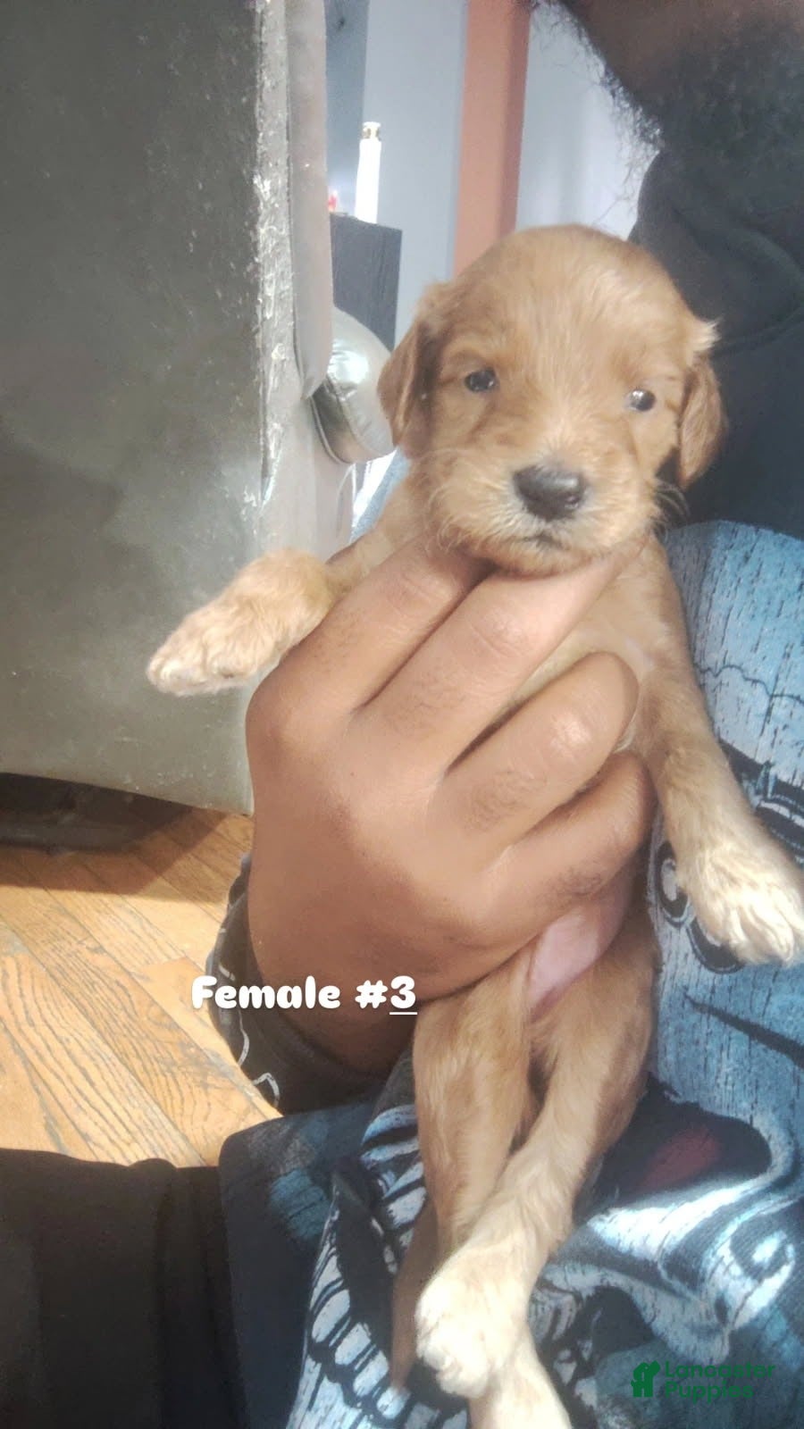 Goldendoodle dogs for sale: Girl 3 - Ad 2