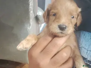Goldendoodle dogs Girl 3 - Ad 16